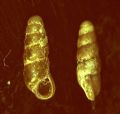 Platyla&nbsp;pezzolii